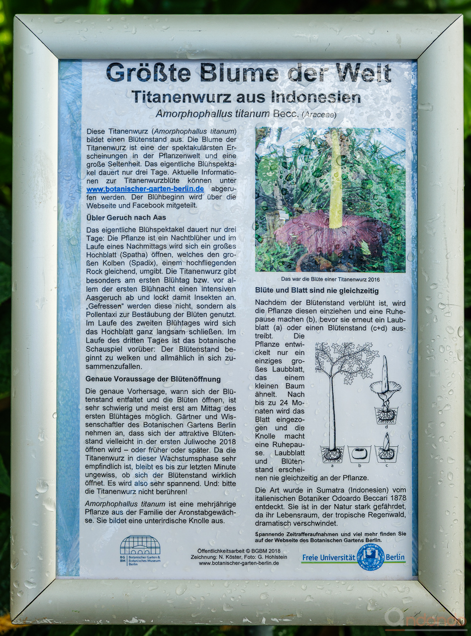 Titanenwurz - Informationstafel