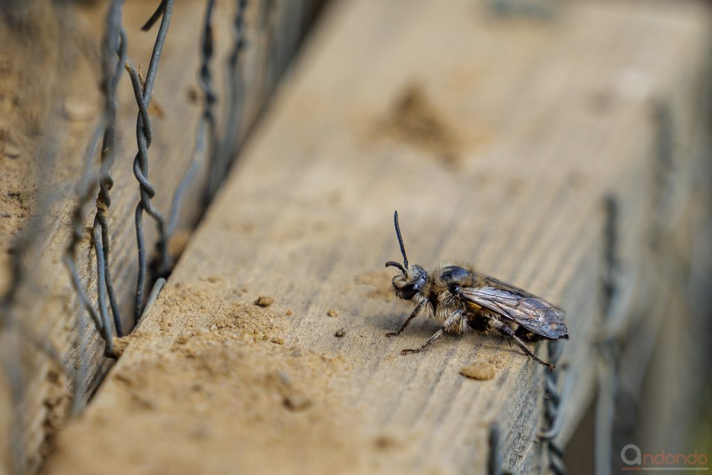 Sandbiene am Insektenhotel