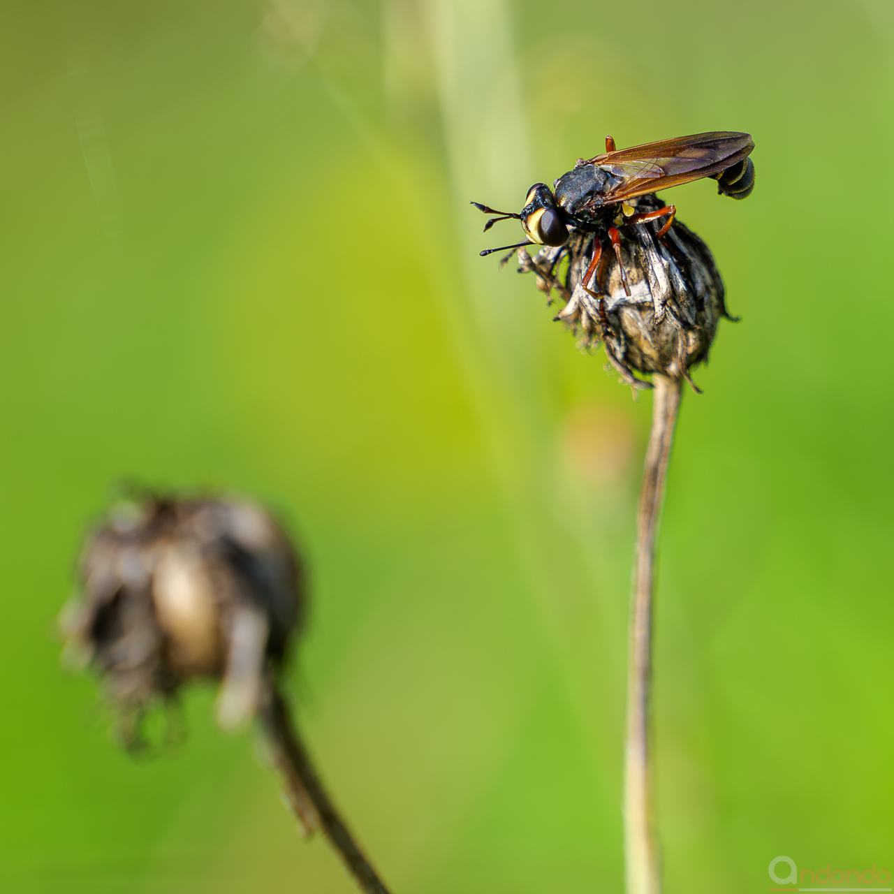 Helle Stieldickkopffliege
