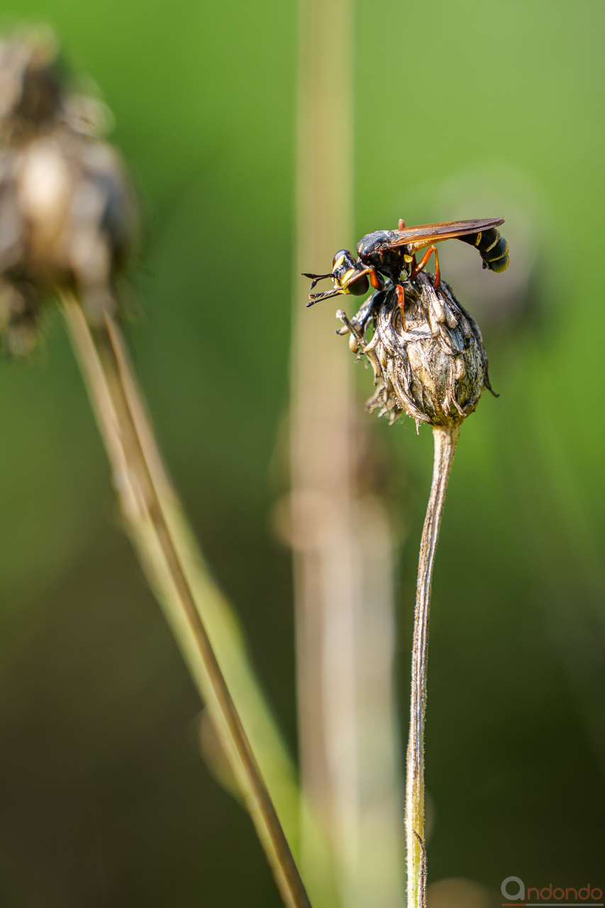 Helle Stieldickkopffliege