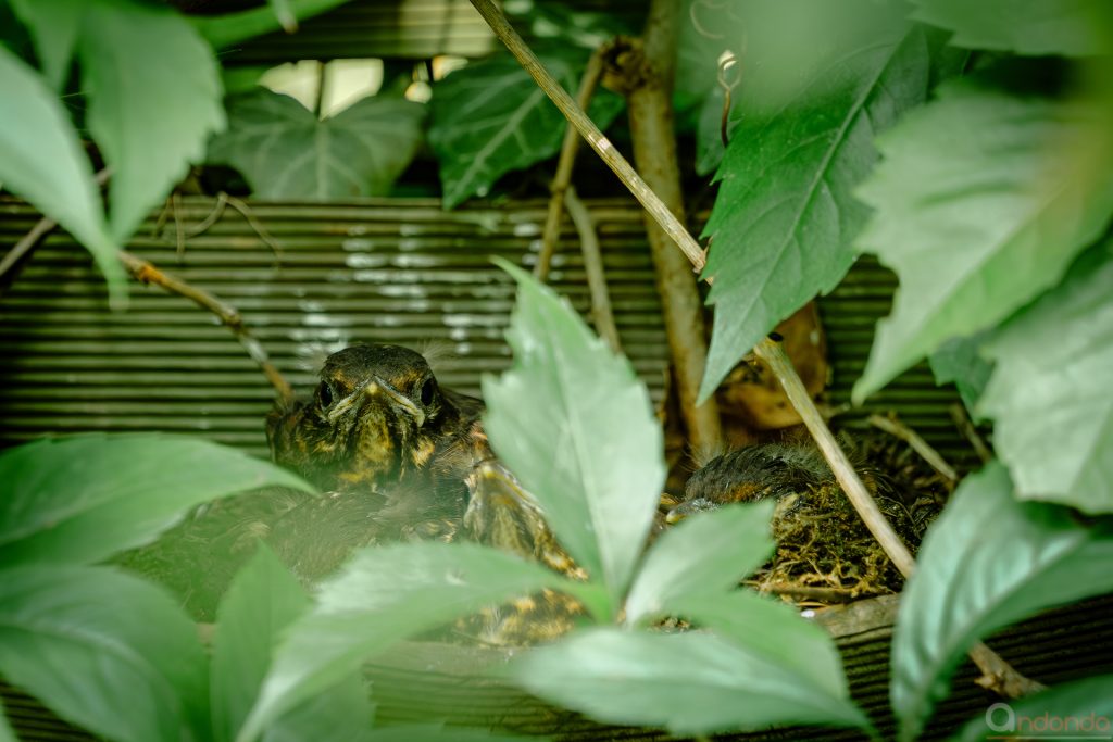 Amseldrillinge im Nest im Gartenzaun