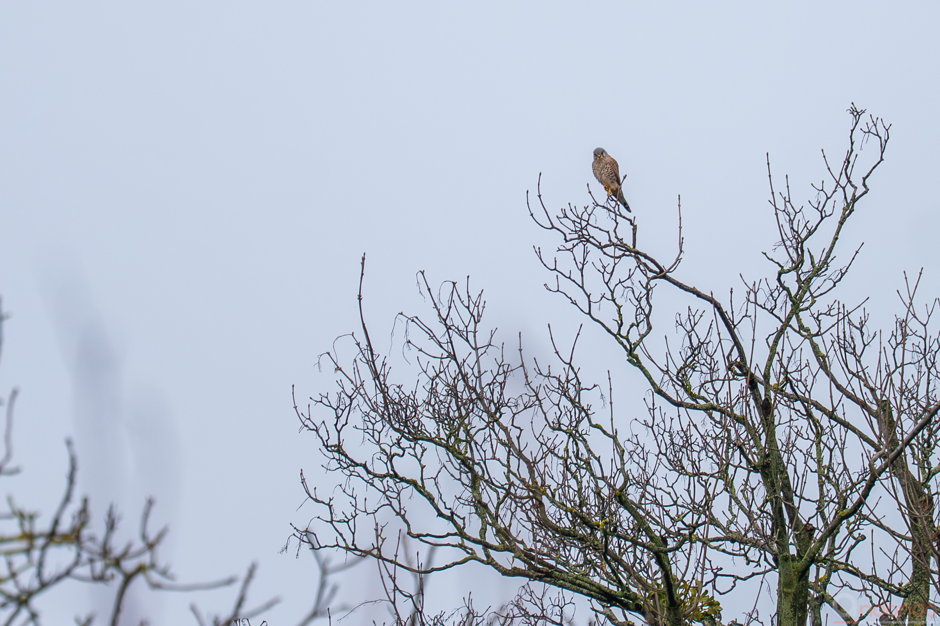 Turmfalke - Leider weit entfernt