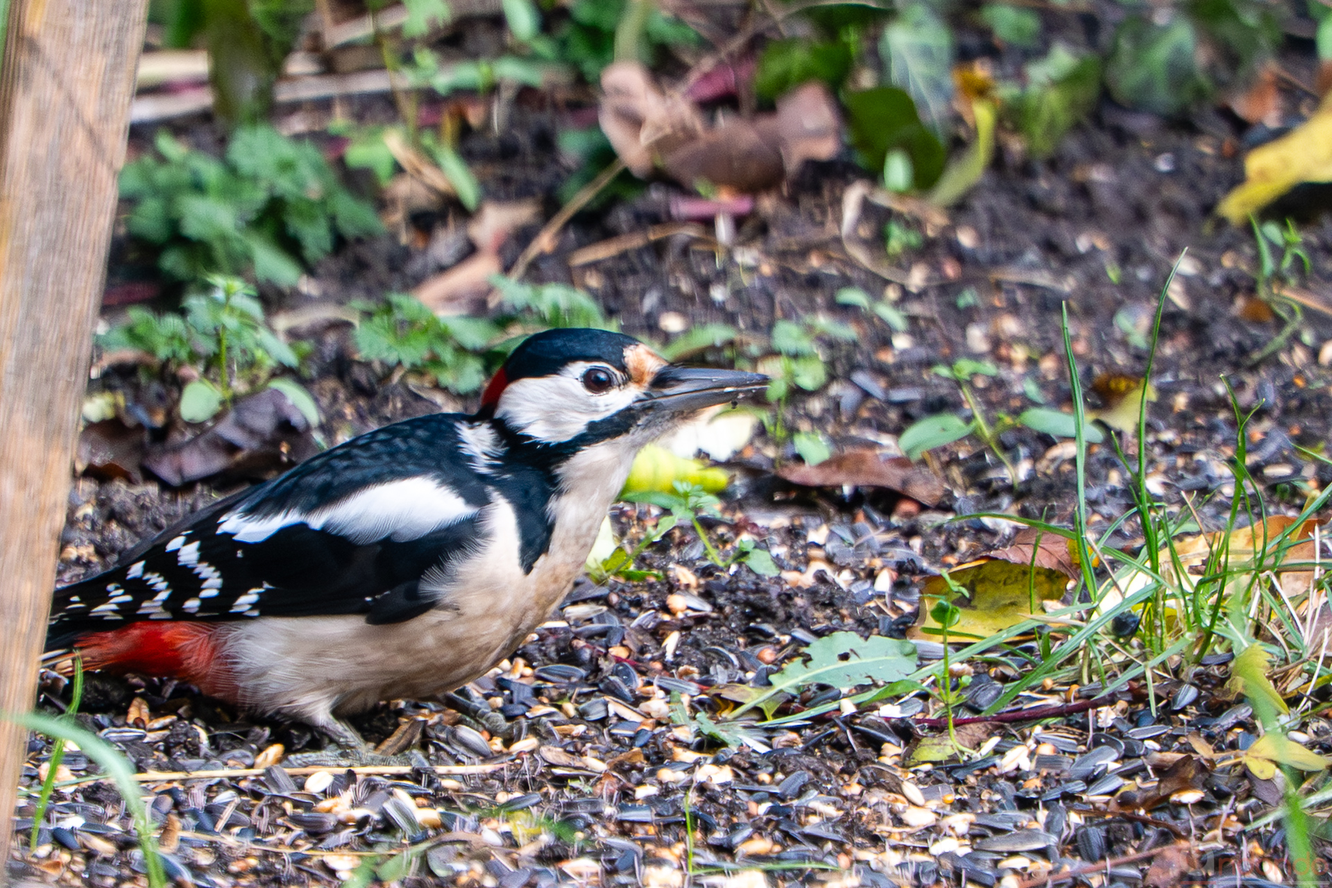 Buntspecht am Futterhaus