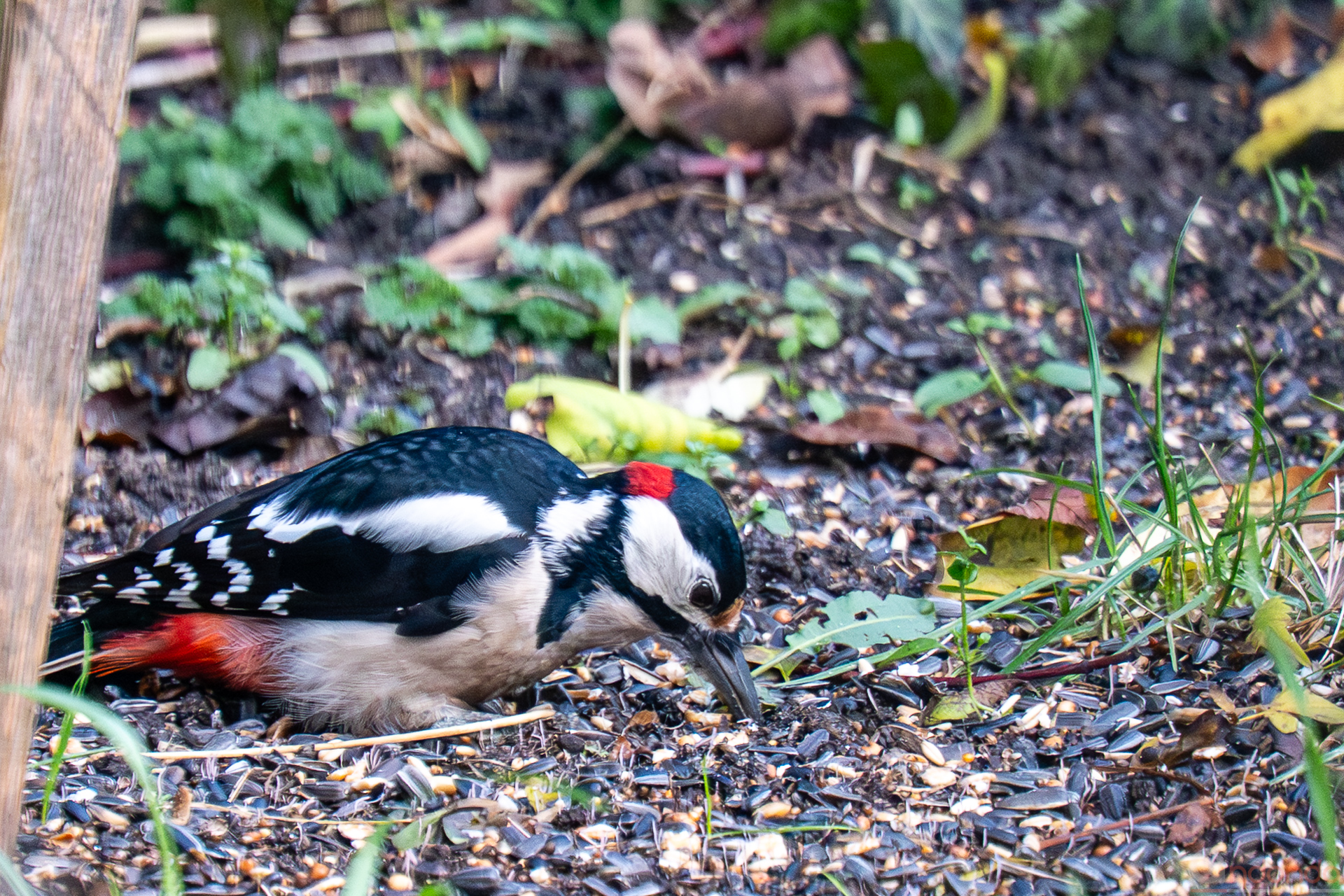 Buntspecht am Futterhaus