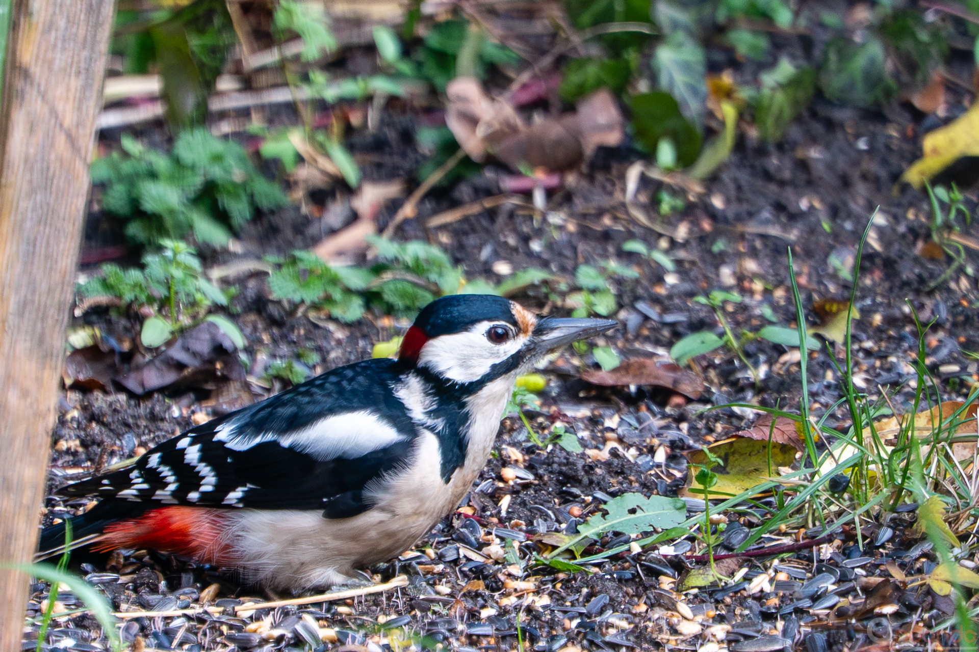 Buntspecht am Futterhaus