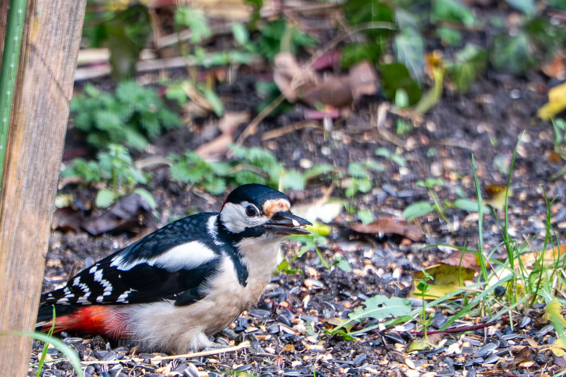 Buntspecht am Futterhaus