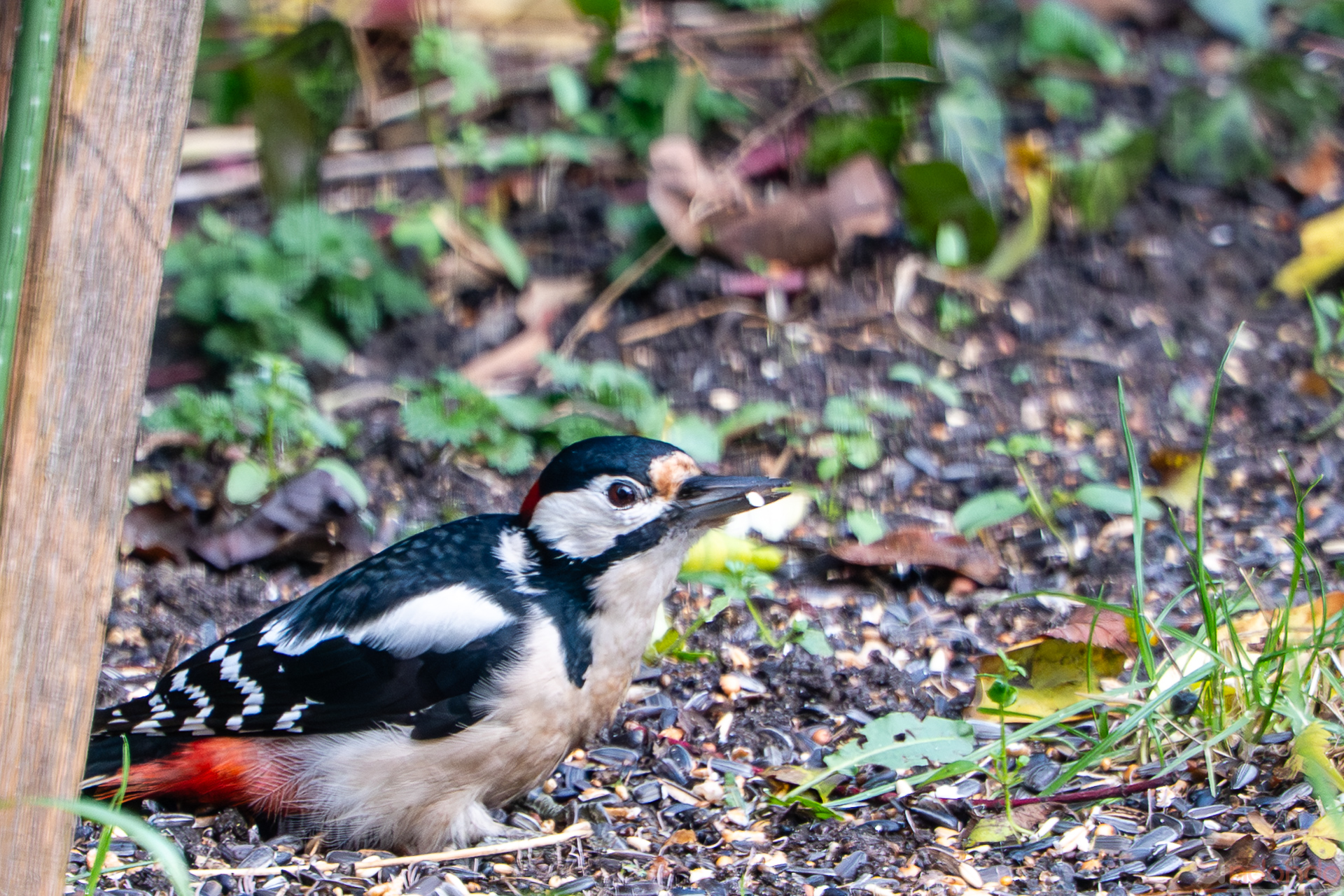 Buntspecht am Futterhaus
