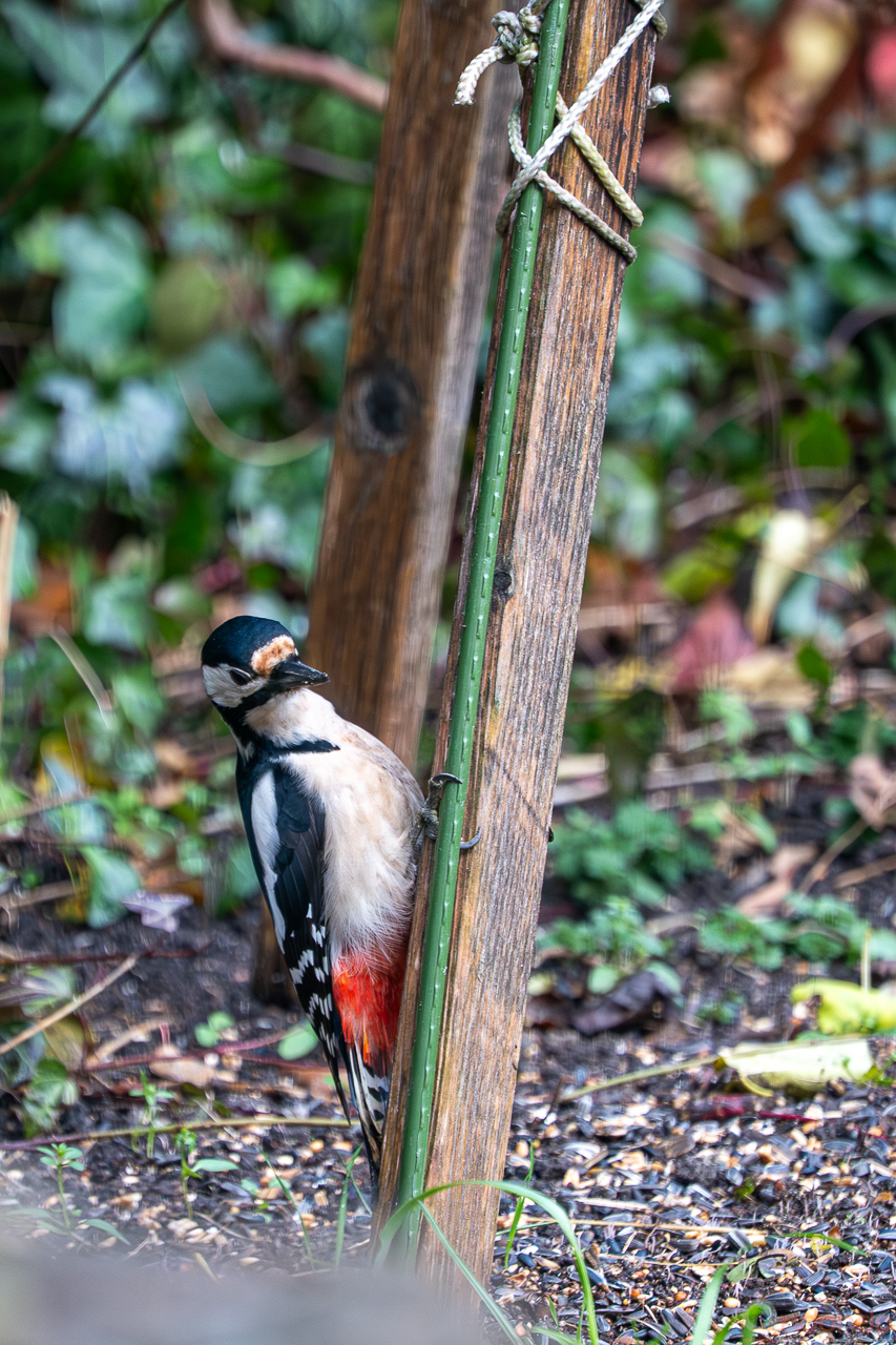 Buntspecht am Futterhaus