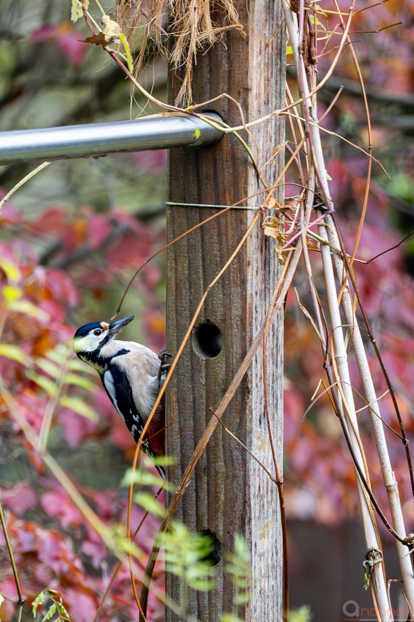 Buntspecht im Garten