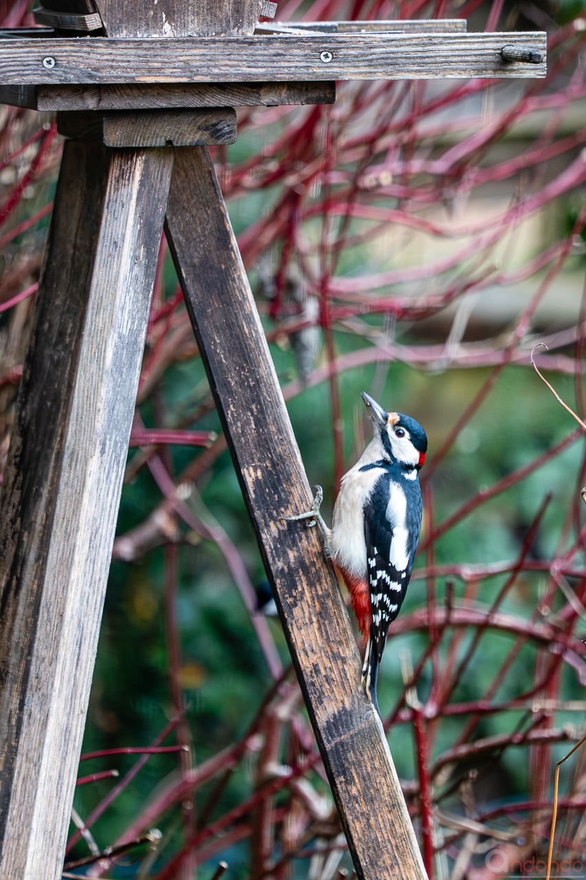 Buntspecht am Futterhaus