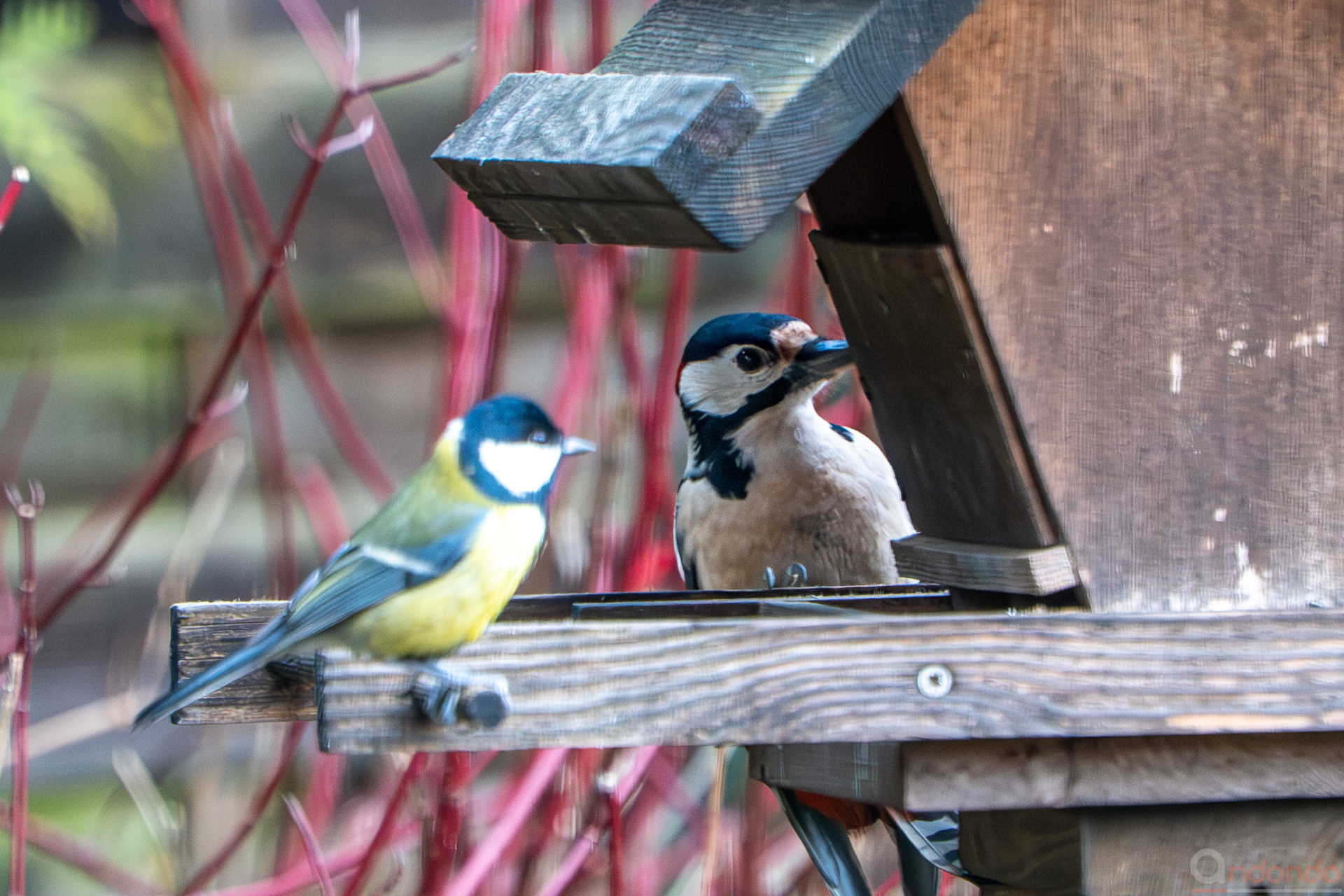 Buntspecht am Futterhaus