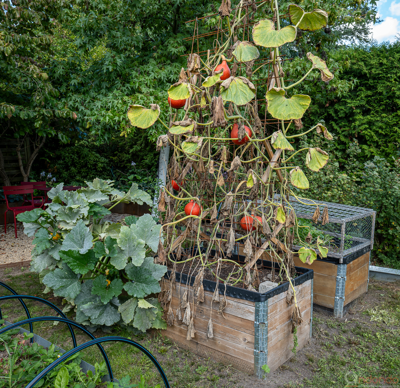 Zucchini und Kürbisse