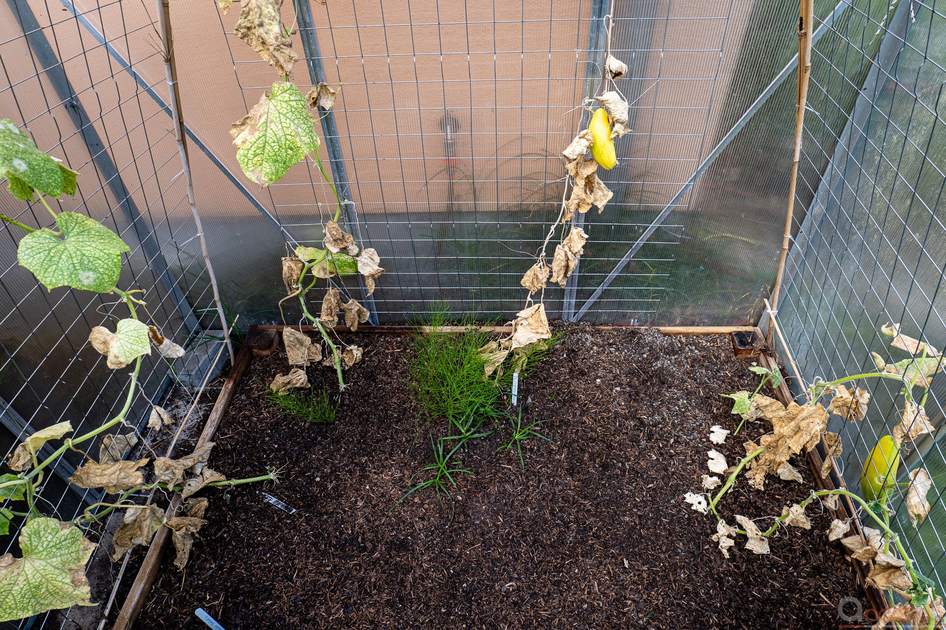 Gurken im Gewächshaus