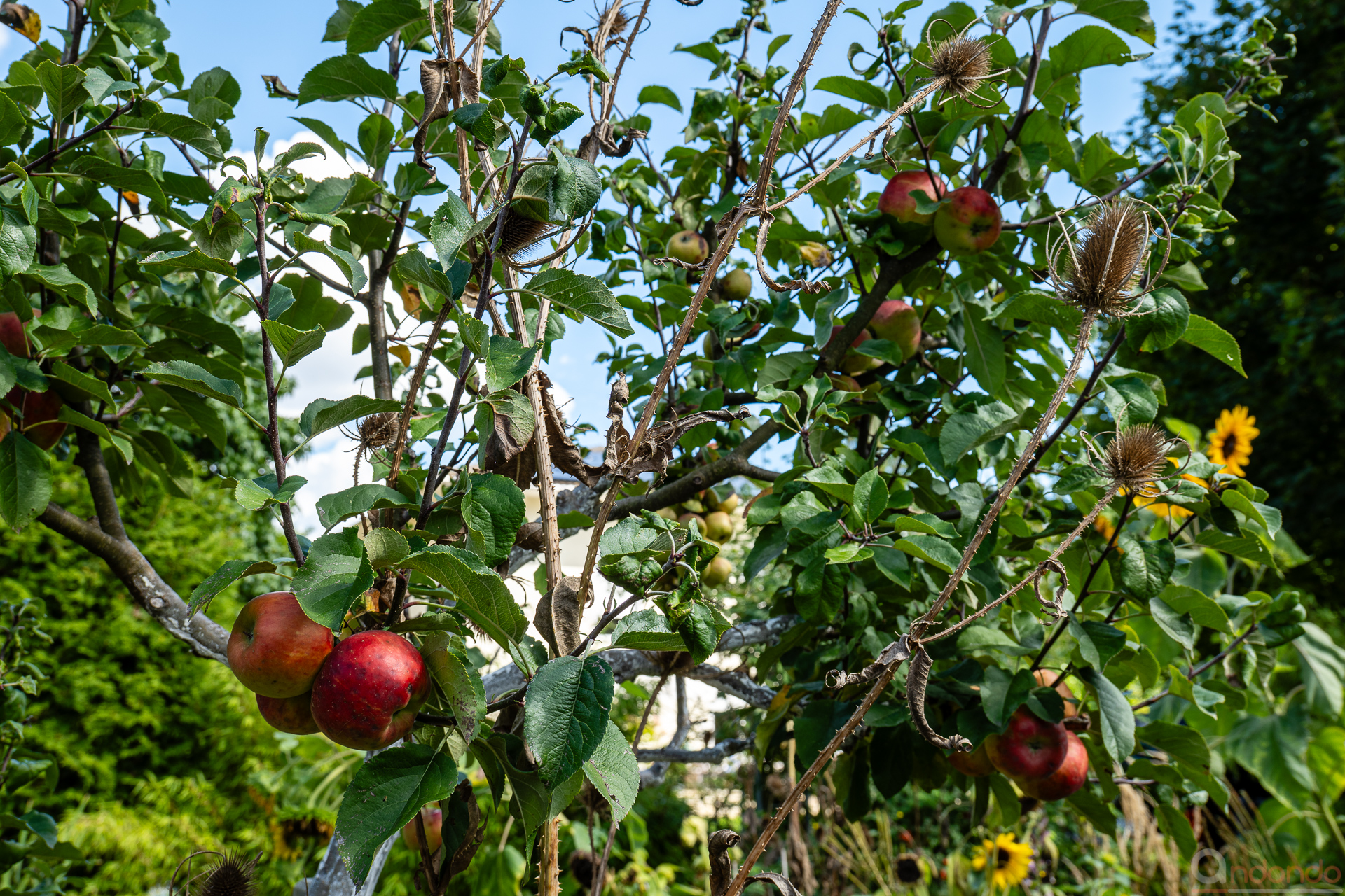 Topaz mit Apfelbrand