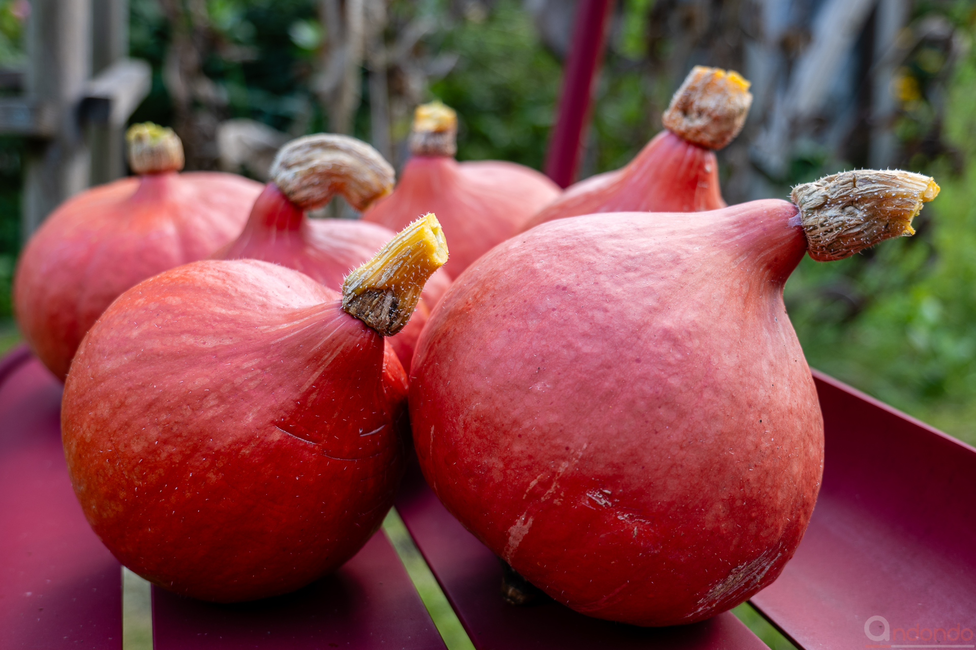 Hokkaido - Kürbisse
