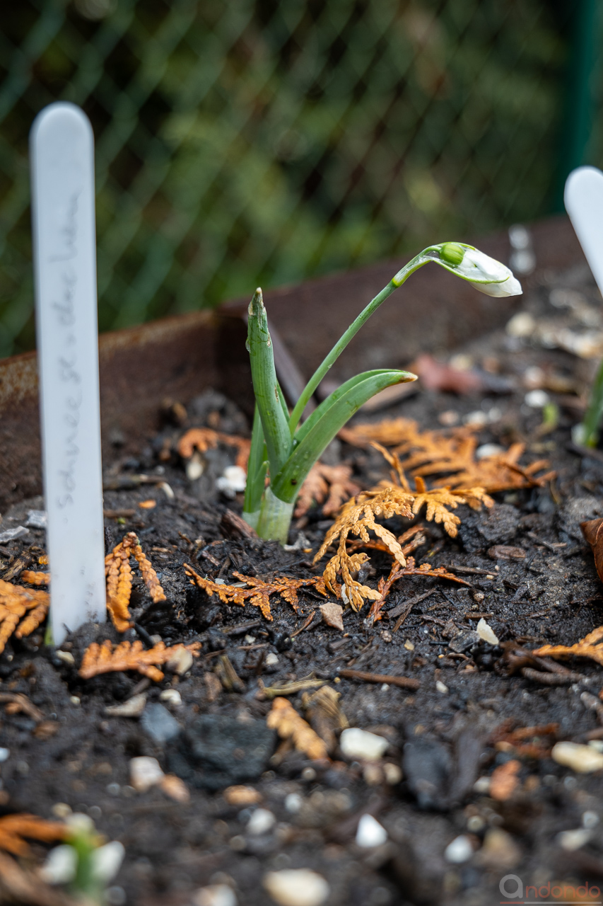 Schneeglöckchen