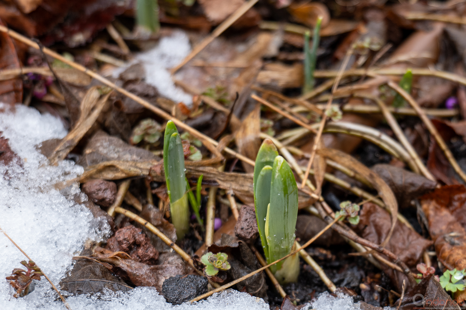 Narzissen im Vorgarten