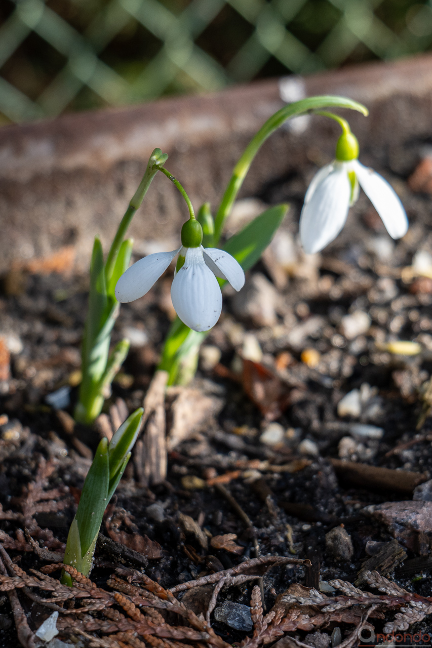 Schneeglöckchen
