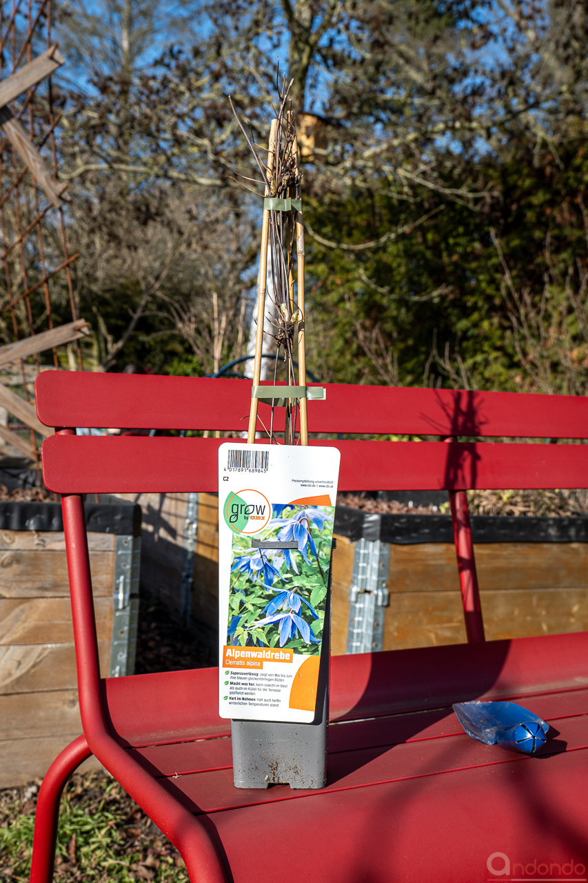 Alpenwaldrebe (Clematis Alpina)