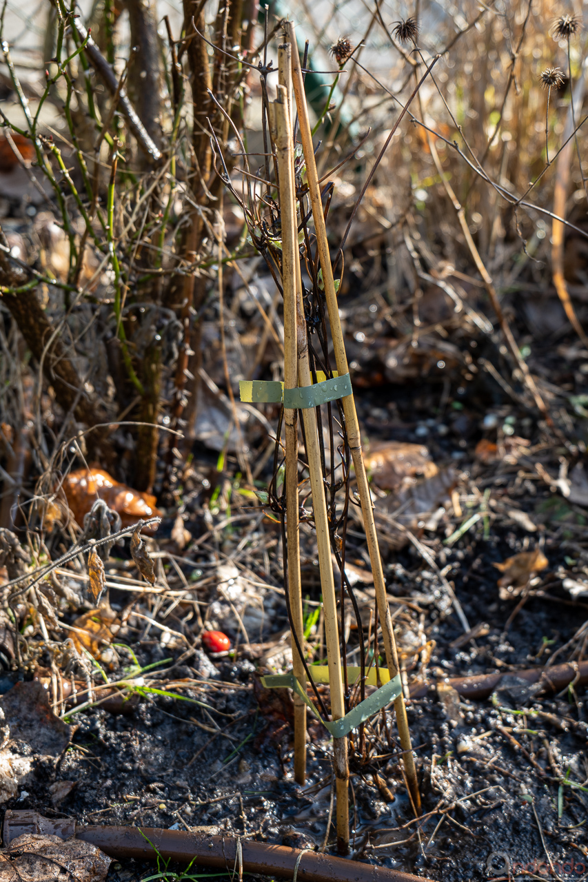 Alpenwaldrebe eingepflanzt