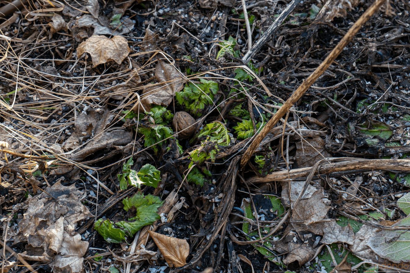 Ungarischer Bärenklau (Acanthus hungaricus)