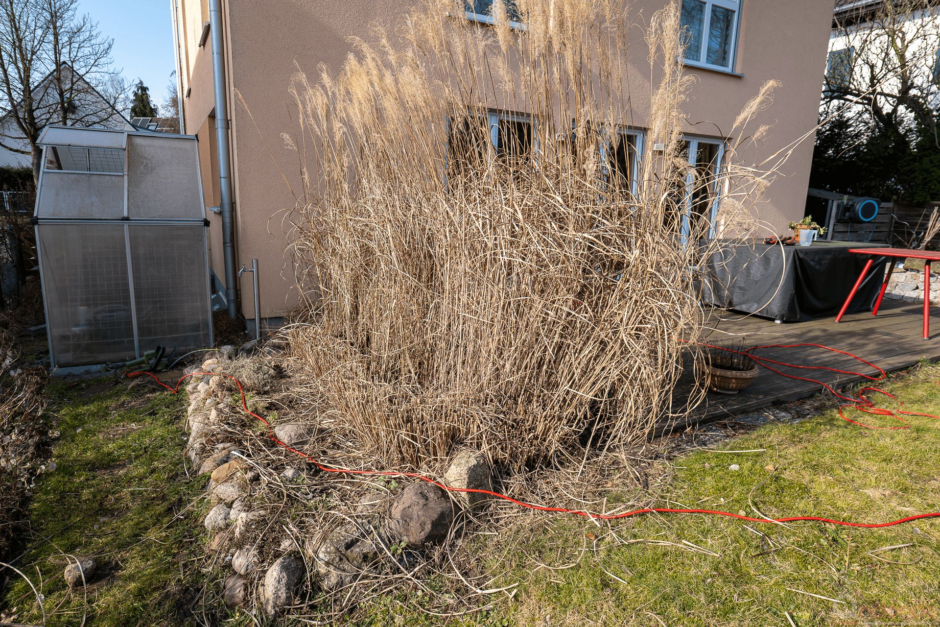 Erster Rückschnitt des Schilfs