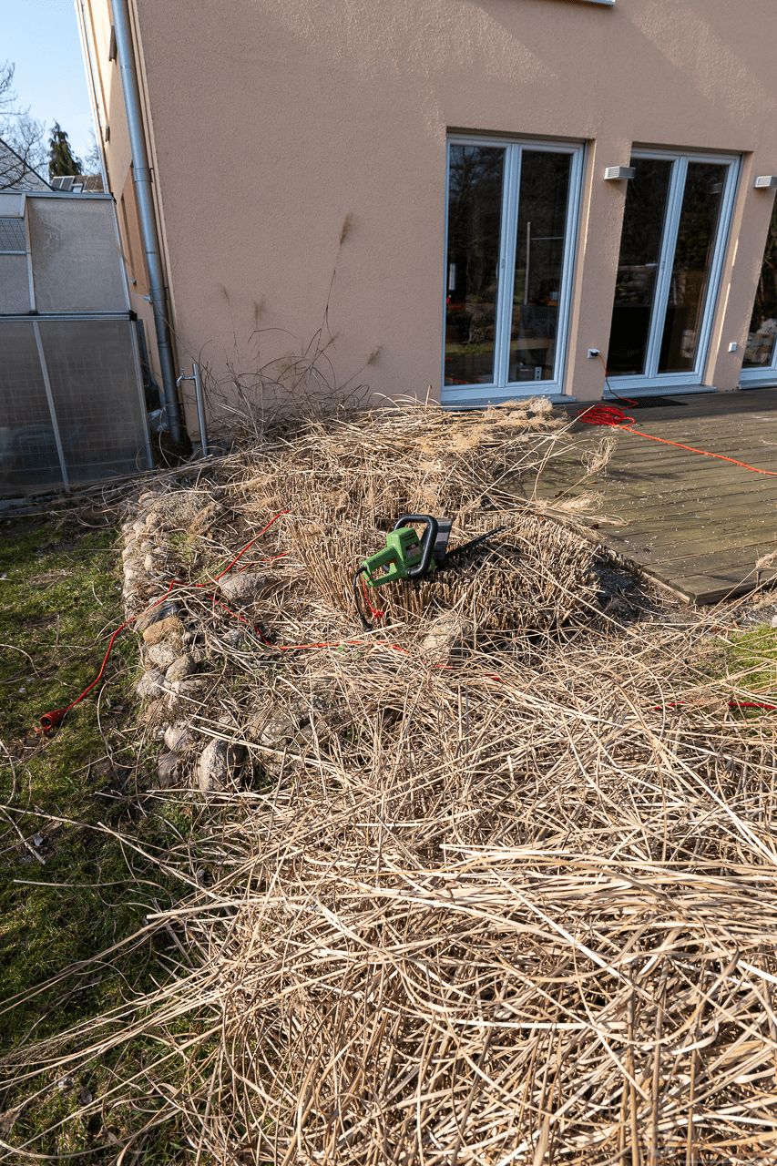 Schilfhecke geschnitten
