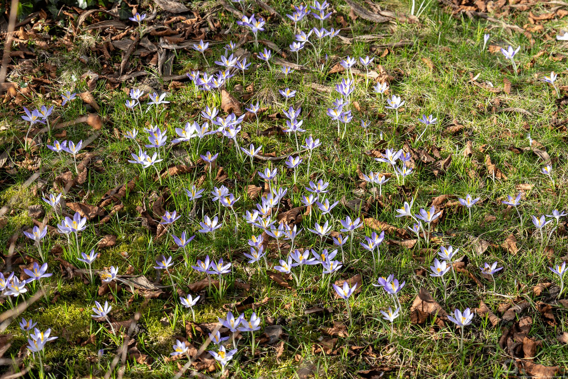 Krokusse in Nachbars Garten