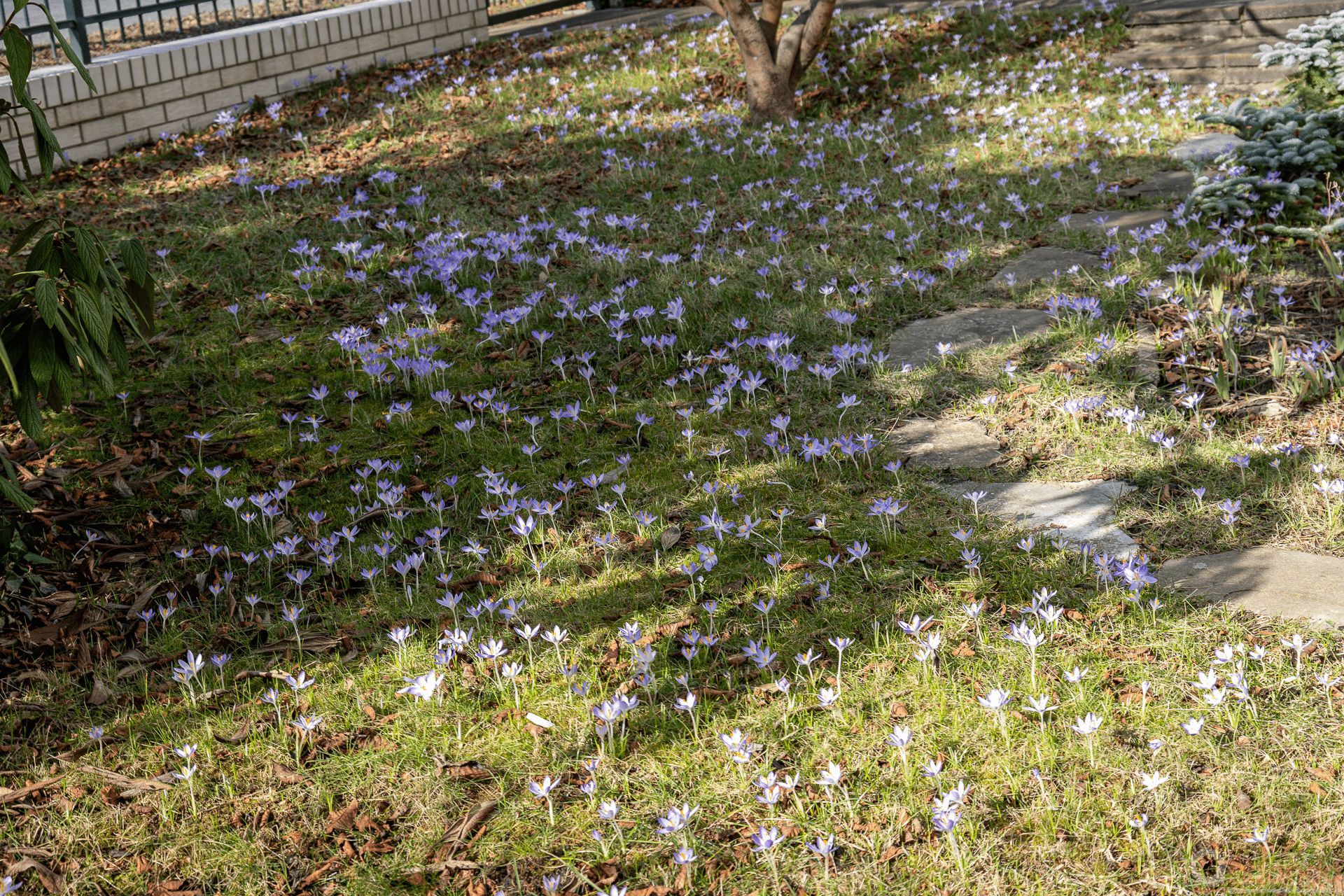 Krokusse in Nachbars Garten