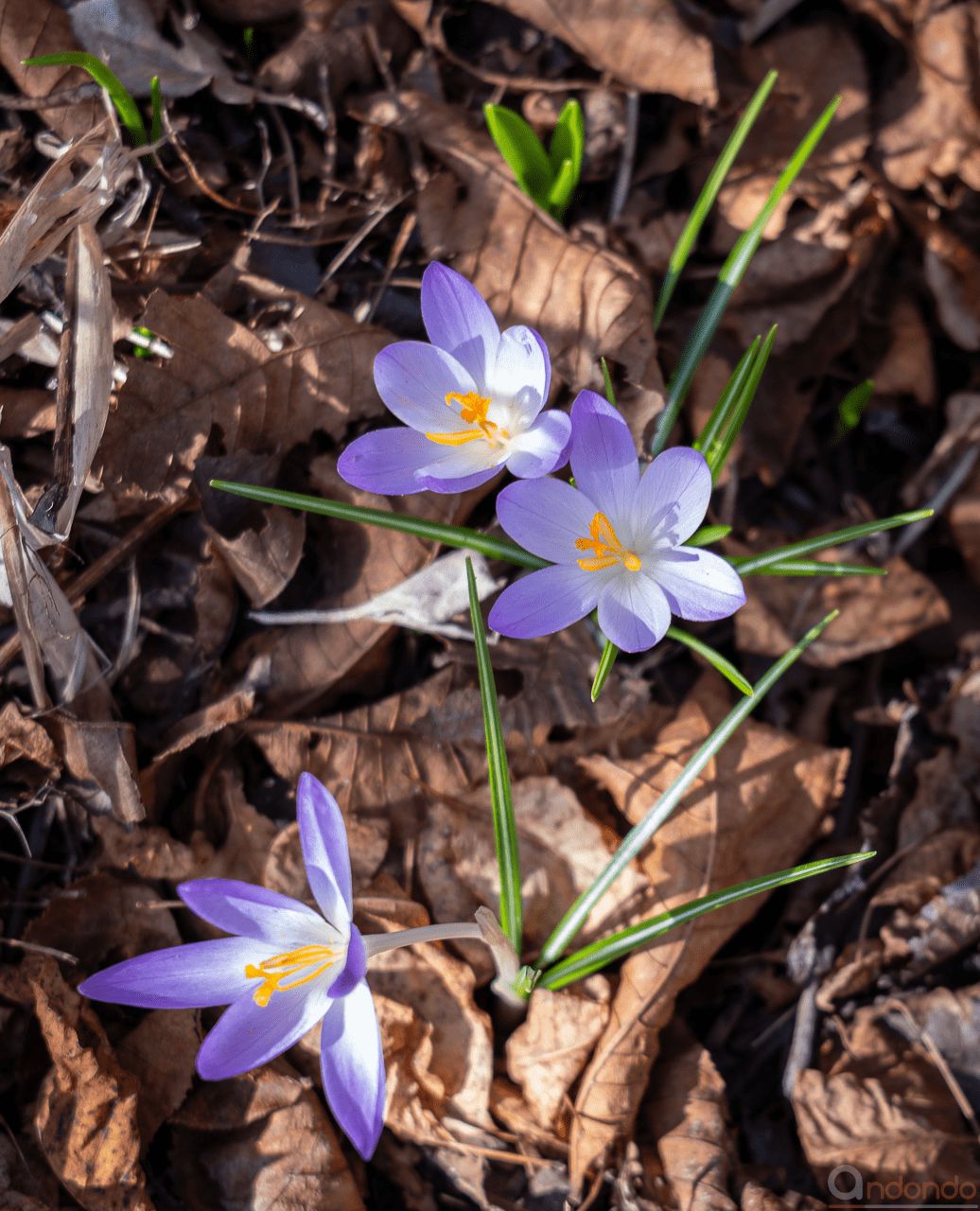 Verwilderte Krokusse in unserem Vorgarten