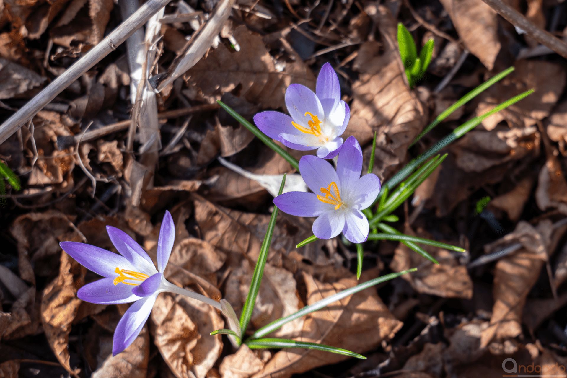 Verwilderte Krokusse in unserem Vorgarten