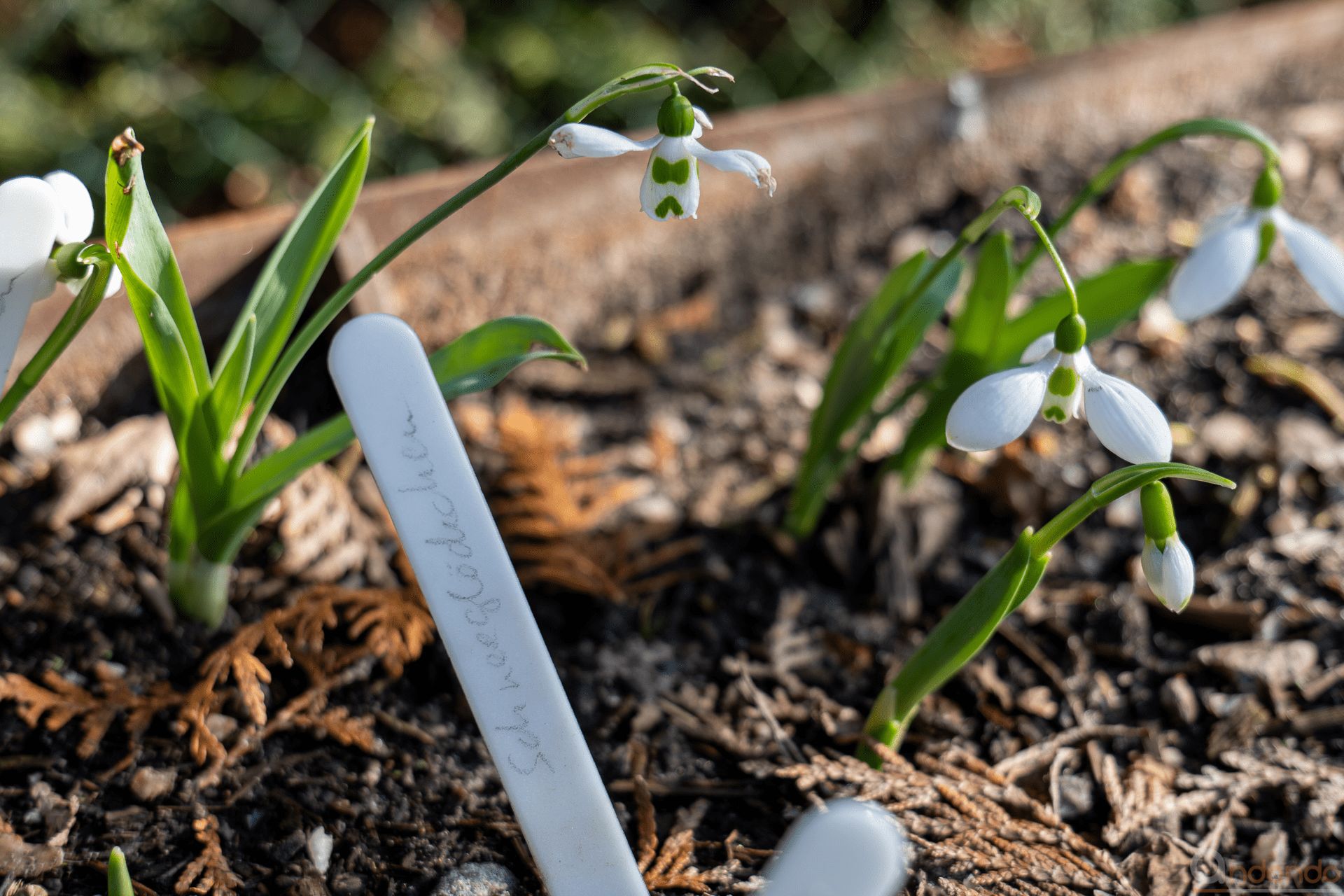 Schneeglöckchen im Hochbeet