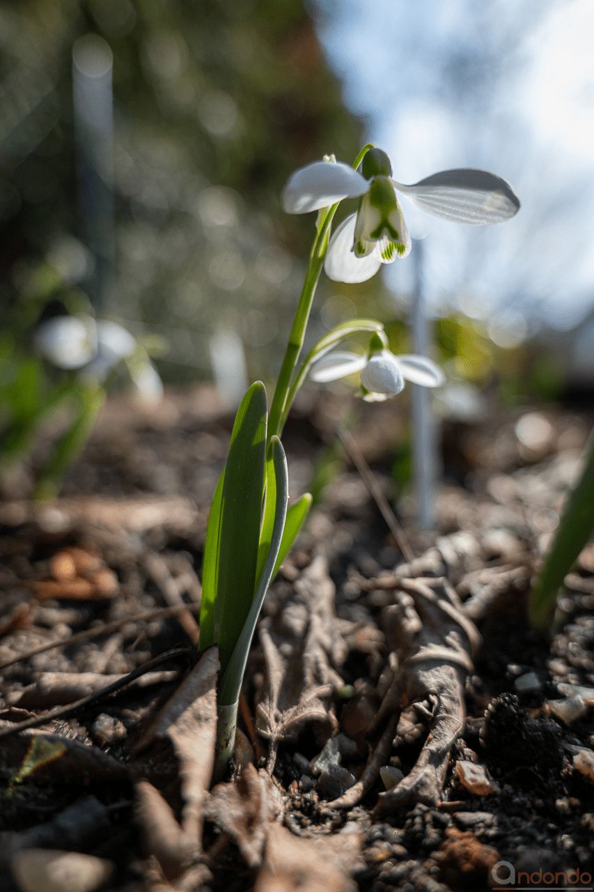 Schneeglöckchen im Hochbeet