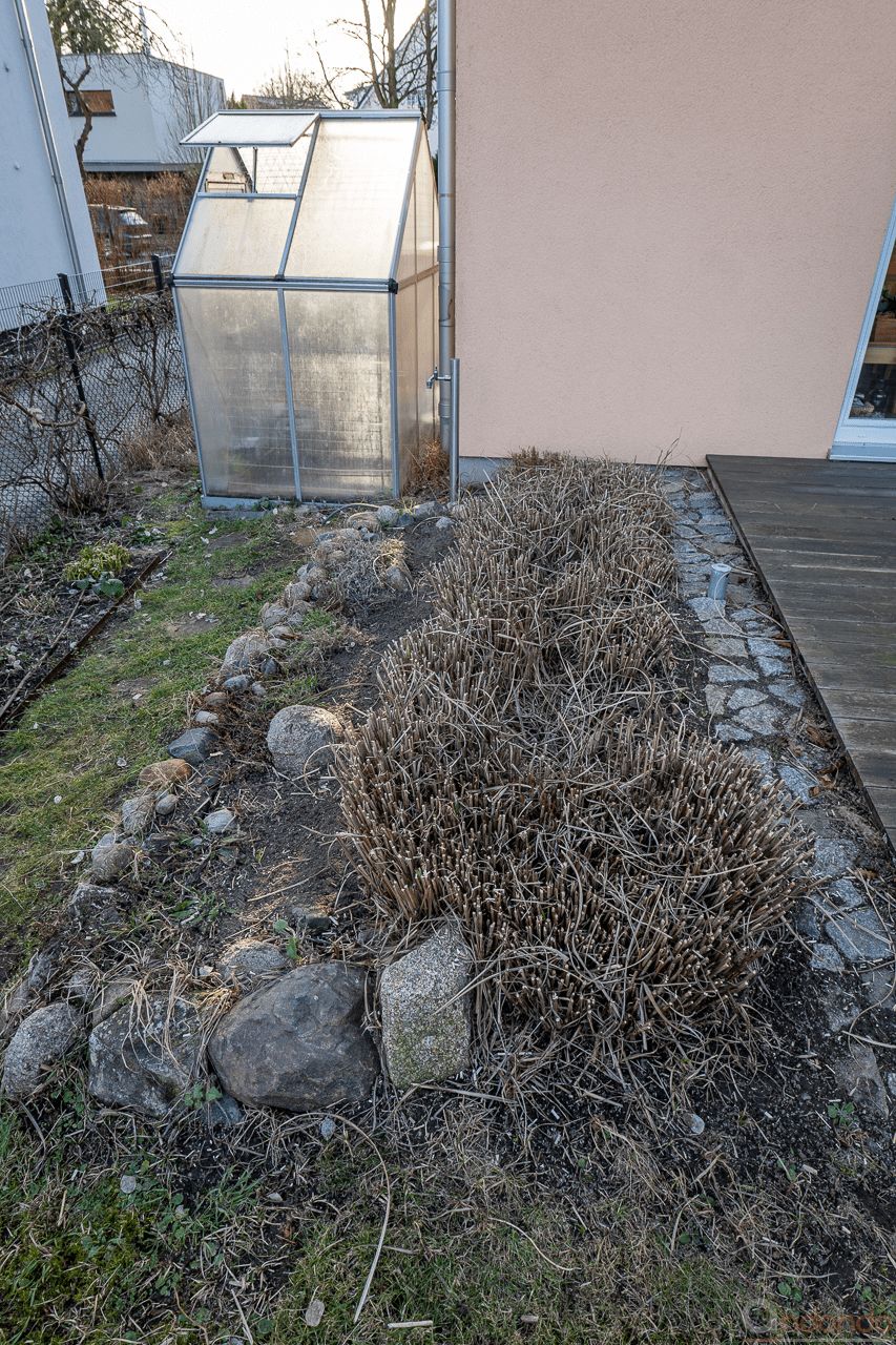 Gestutzte Schilfhecke