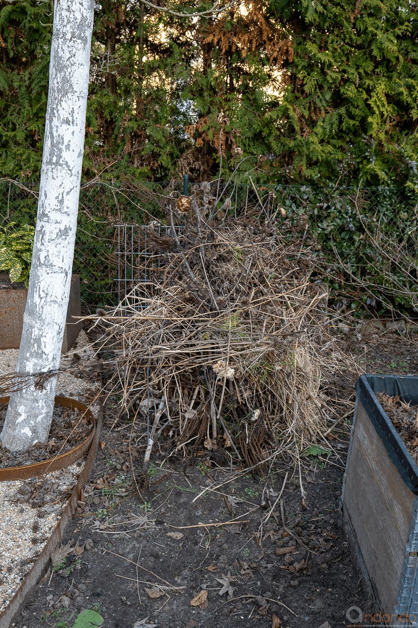 Rückschnitt für die Tonne