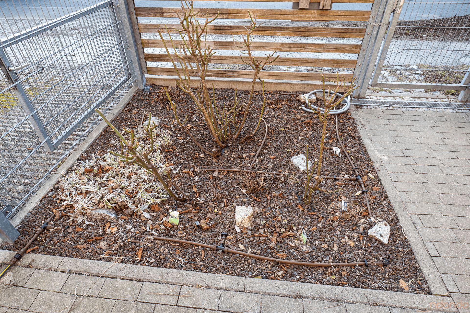 Gesäubertes Beet im Vorgarten mit gestutzten Rosen