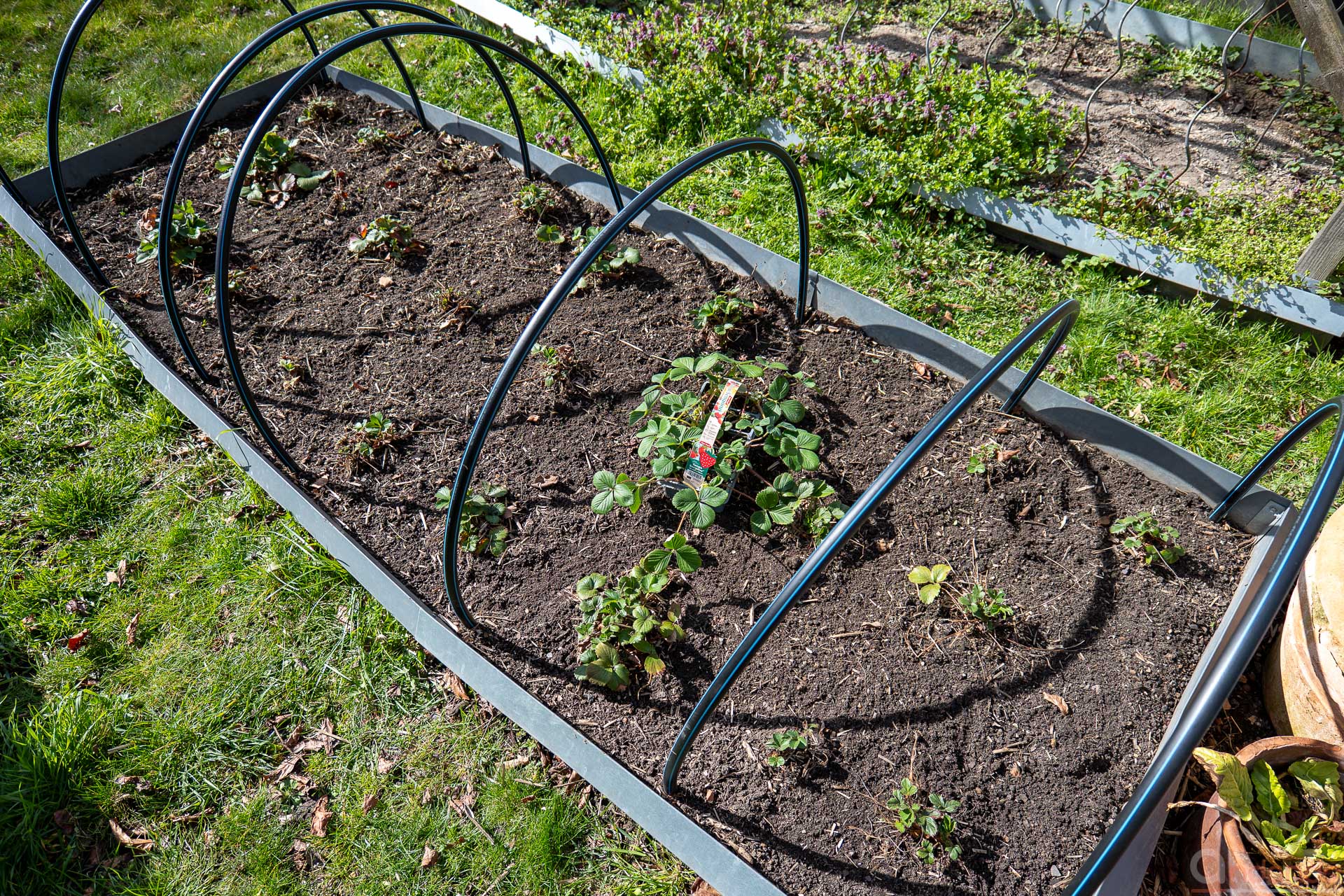Erdbeerbeet gesäubert