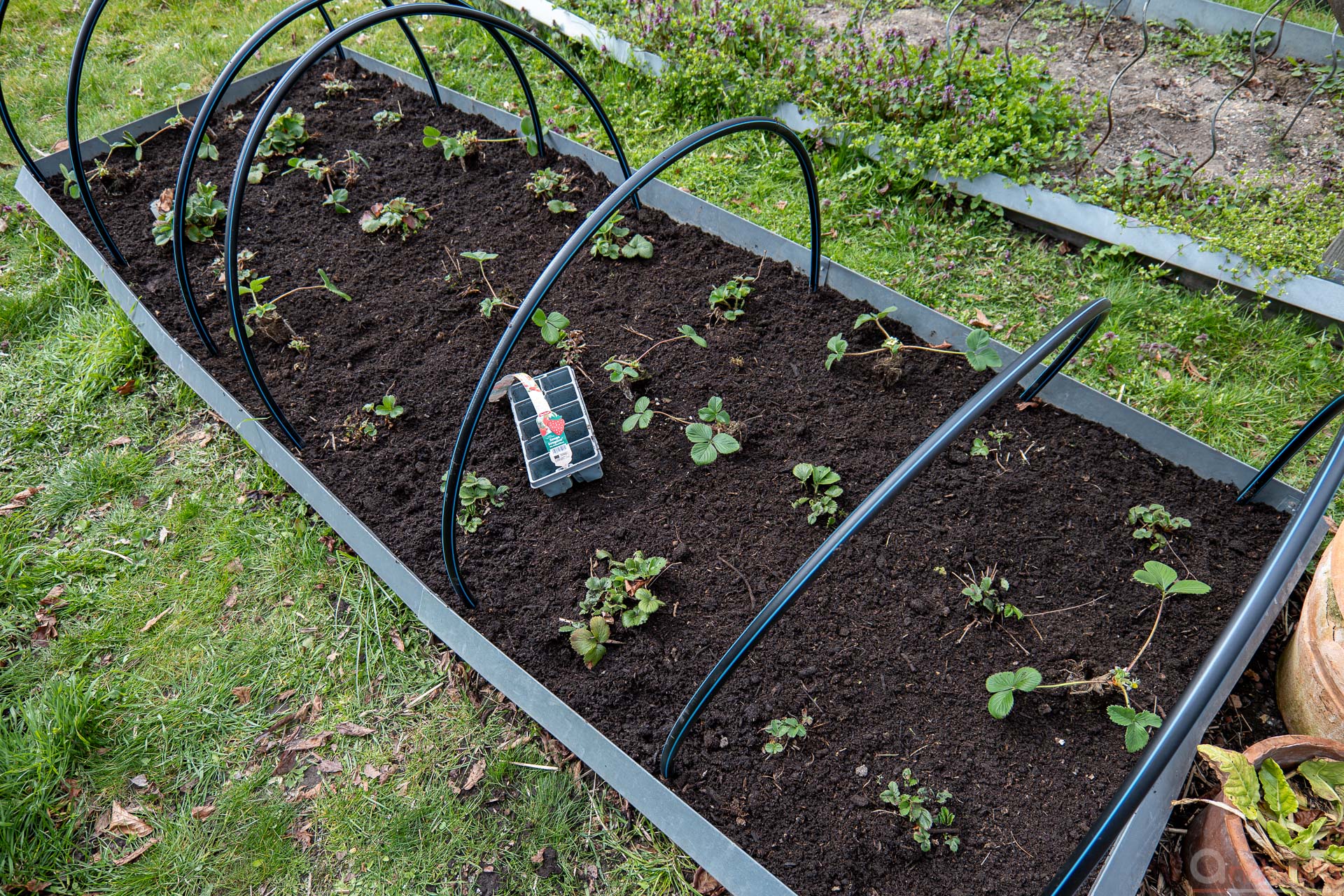 Erdbeerbeet mit frischer Erde