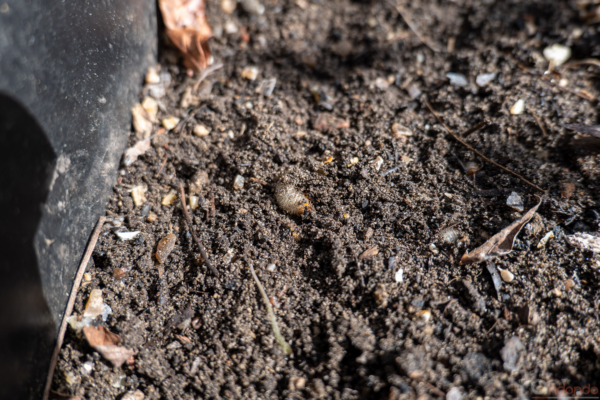 Engerlinge des Rosenkäfers