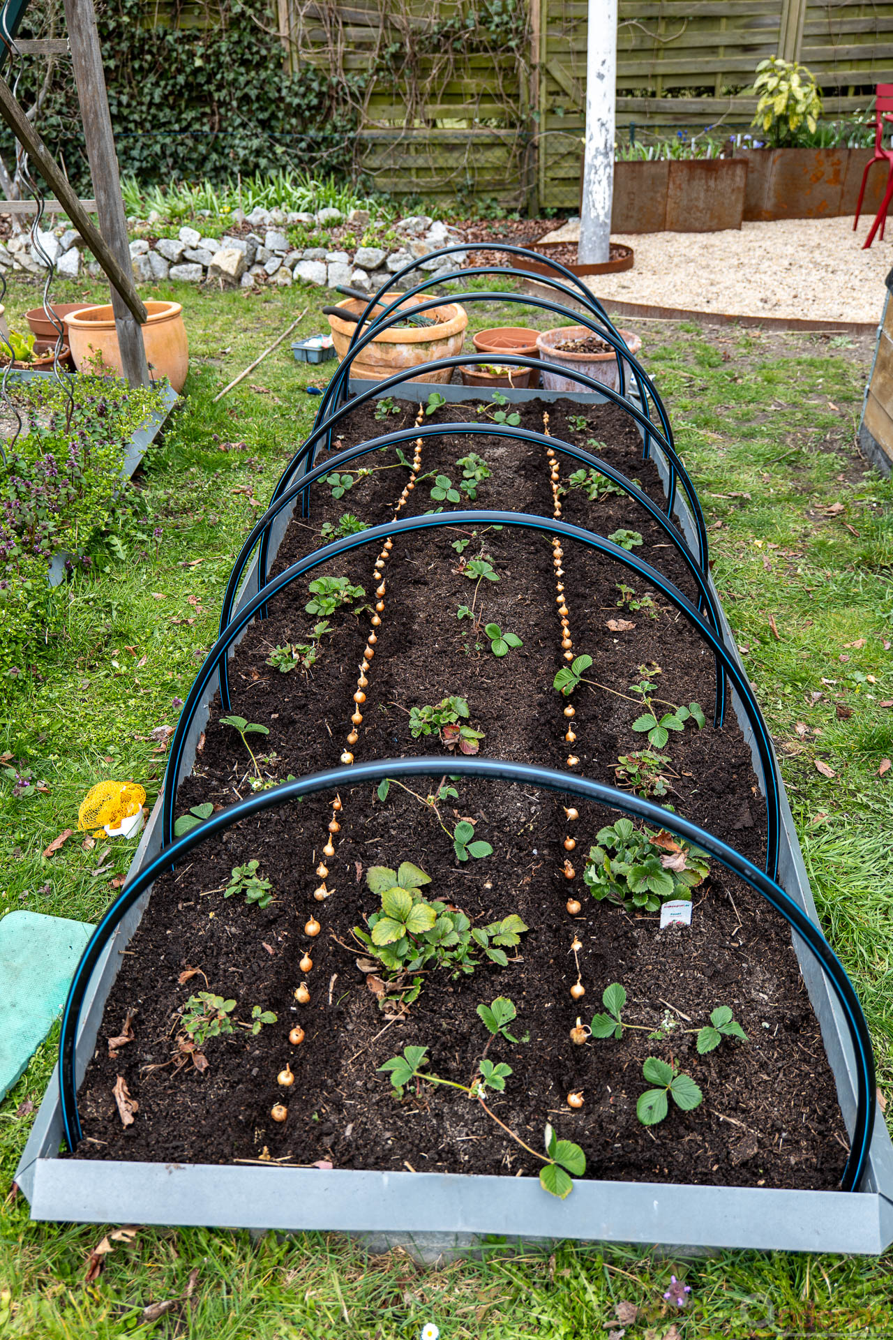 Erdbeerbeet mit Steckzwiebeln