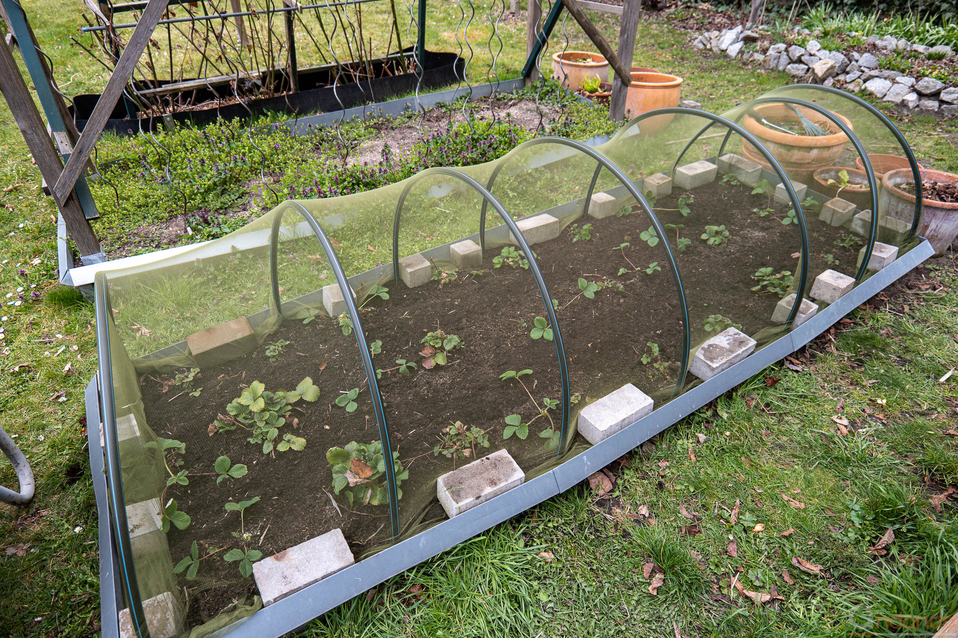 Erdbeerbeet mit Vogelschutz