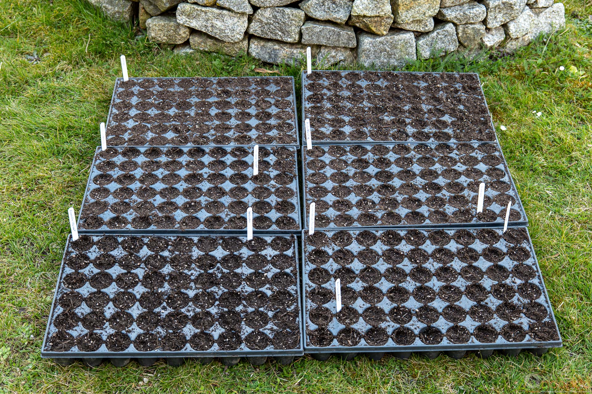 Saatplatten mit Samen