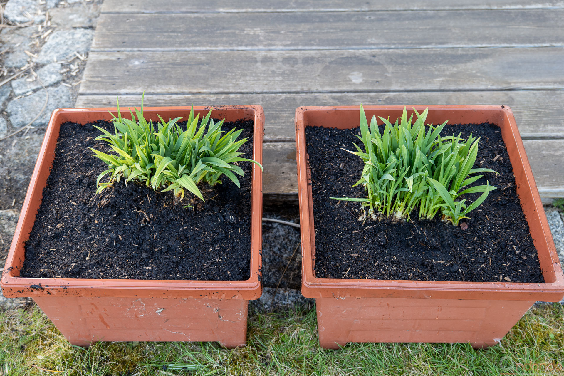 Taglilien in Kübeln