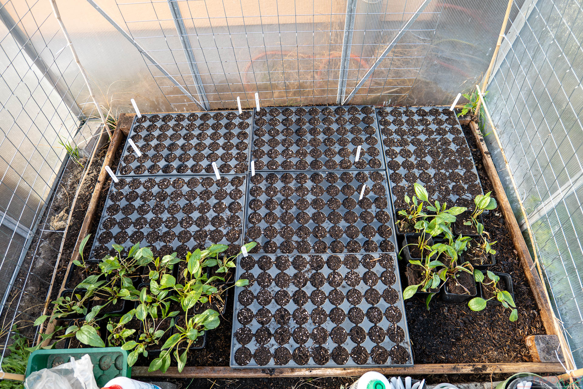 Alles im Gewächshaus