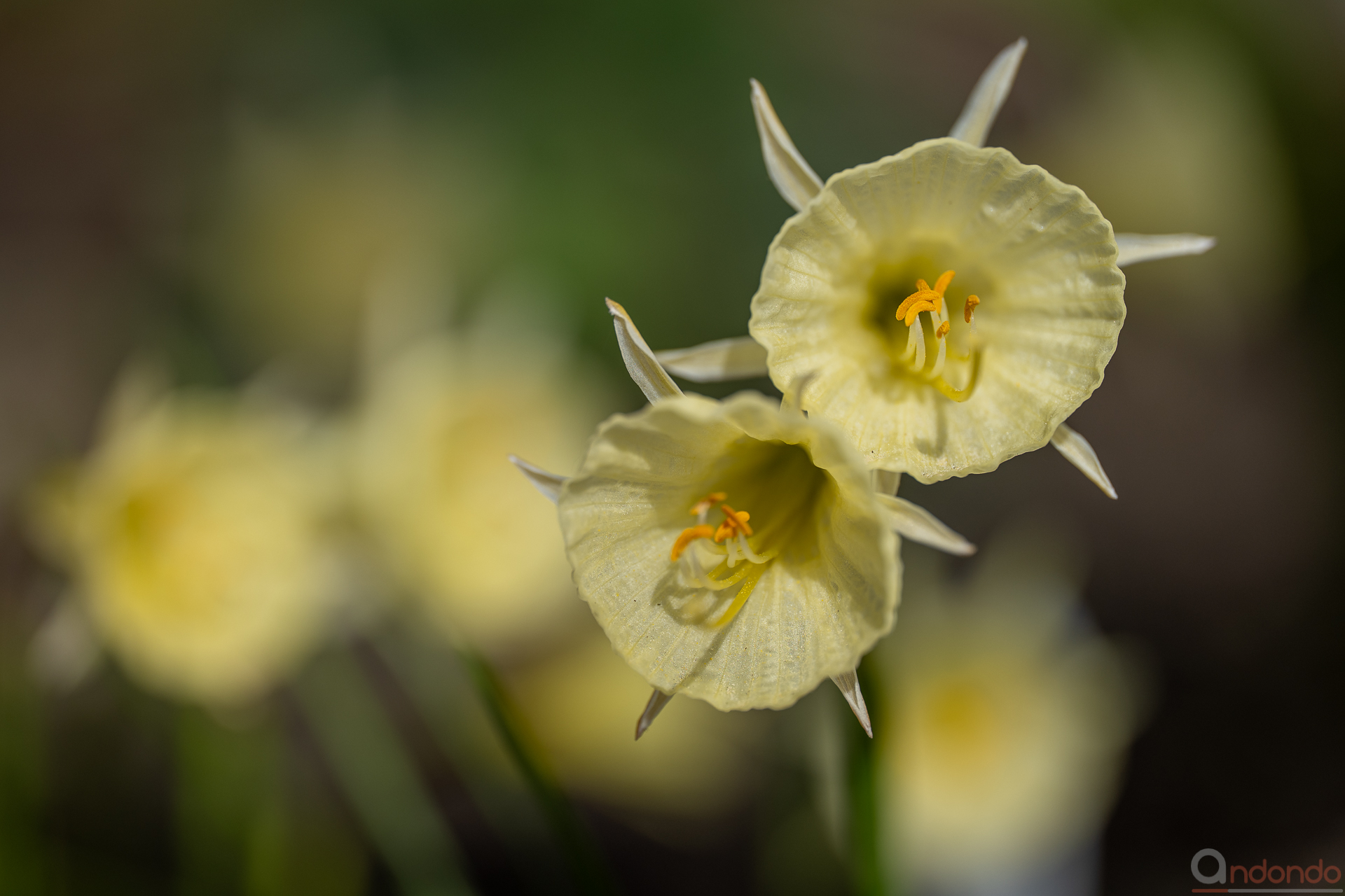 Narzisse "Artic Bells"