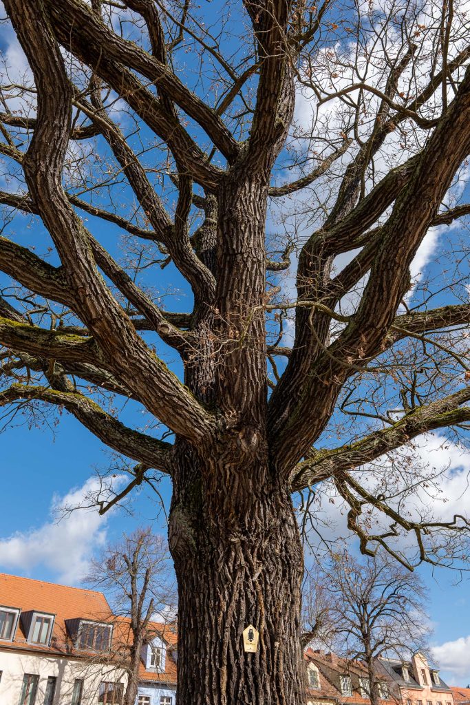 Eiche am Marktplatz (15)