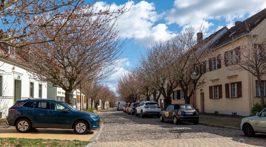 Kirschbäume an der Lindenstraße (16)