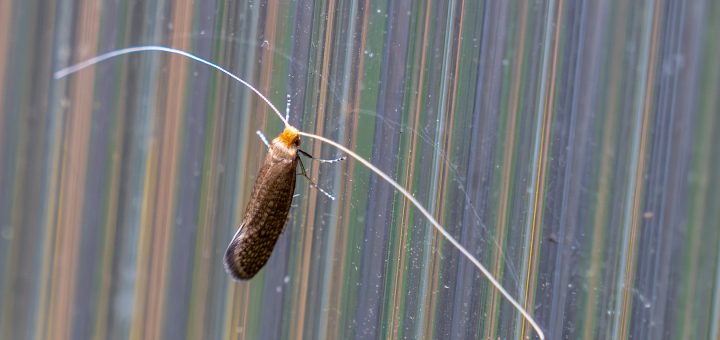 Laubholz-Langhornmotte (Nematopogon adansoniella)