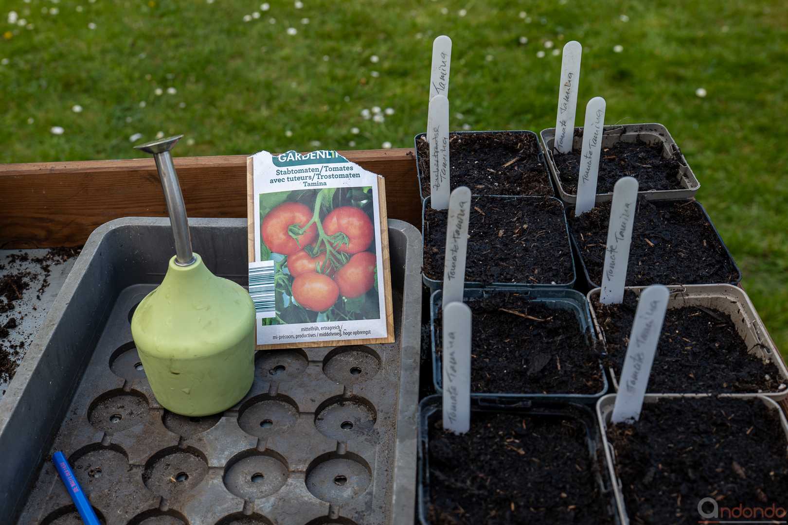 Tomaten aussäen