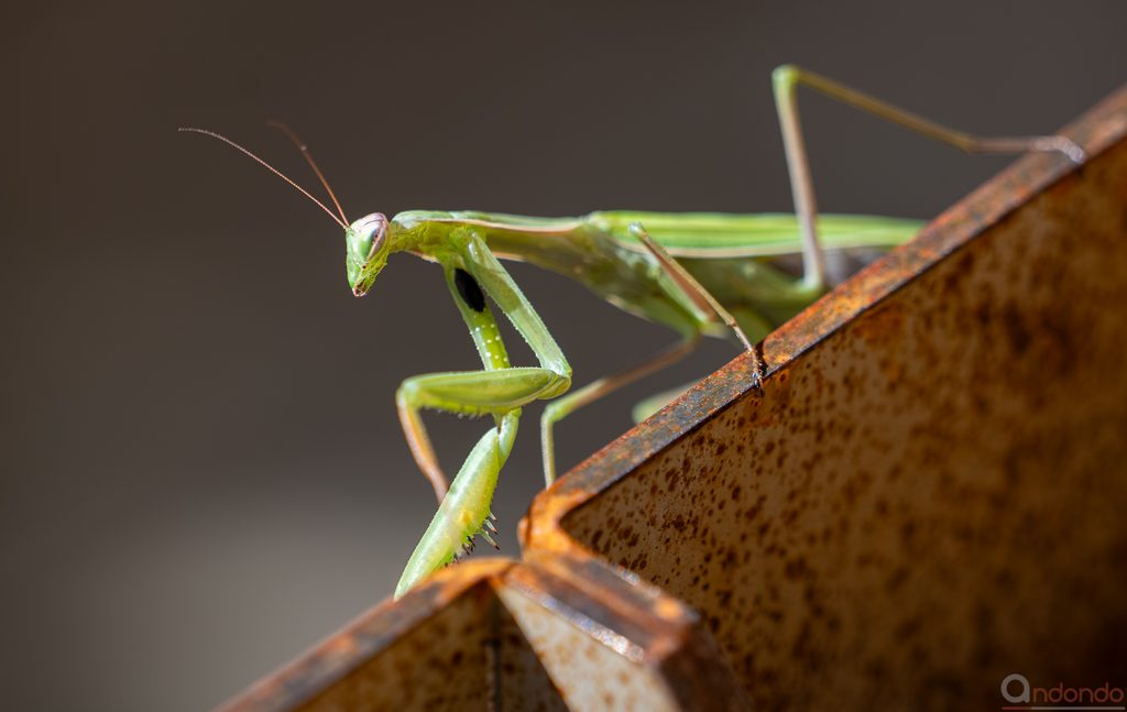 Gottesanbeterin (Mantis religiosa)